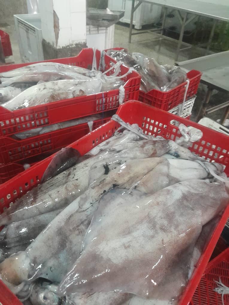 Frozen squid crates